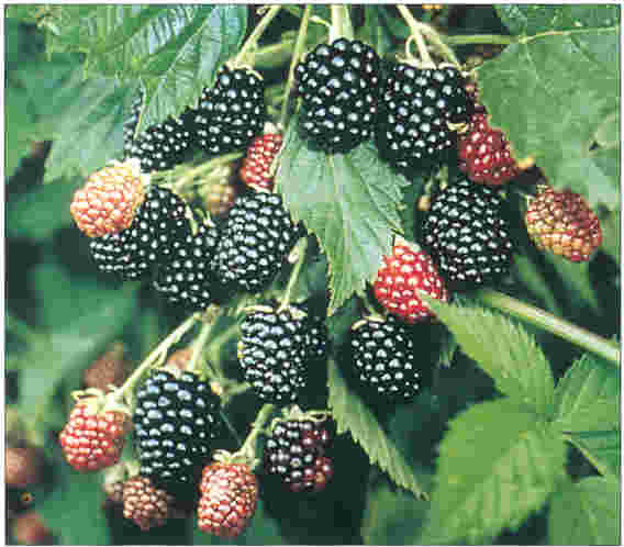 How To Grow Your Blackberry Cane With Pictures And Advice